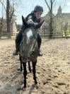 Gelding English Thoroughbred For sale 2021 Grey