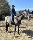 Gelding English Thoroughbred For sale 2021 Grey