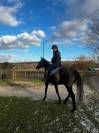 Gelding English Thoroughbred For sale 2021 Grey