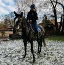 Gelding English Thoroughbred For sale 2021 Grey