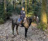 Gelding English Thoroughbred For sale 2021 Grey