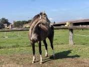 Jument DSA (PP) 4 ans