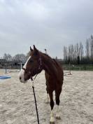 Hongre de 9 ans a vendre 