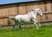 Hongre PRE de 14 ans