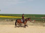 Hongre arabe - 3 ans - d&eacute;bourr&eacute; 