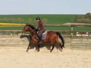 Hongre arabe - 3 ans - d&eacute;bourr&eacute; 