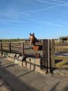 Plek vrij op unieke paddock paradise met 24/7 buiten