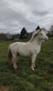 Poney hongre   13 ans