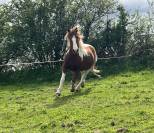 Poney ONC