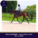 Belle jument 4 ans env 1m67