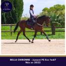 Belle jument 4 ans env 1m67