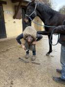 Gelding Westphalian  For sale 2022 Dark Bay