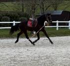 Gelding Westphalian  For sale 2022 Dark Bay