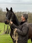 Gelding Westphalian  For sale 2022 Dark Bay