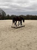 Gelding Westphalian  For sale 2022 Dark Bay