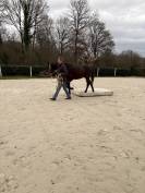 Gelding Westphalian  For sale 2022 Dark Bay