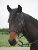 Hongre 5 ans sport Loisir 