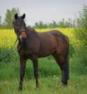 Hongre 5 ans sport Loisir 