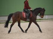 Hongre 5 ans sport Loisir 