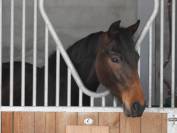 Hongre 5 ans sport Loisir 