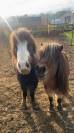 Poney Shetland 