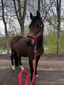 A vendre / &agrave; confier 