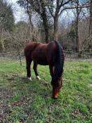 A vendre / &agrave; confier 