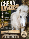 Poulain mini horse