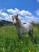 Poulain mini horse