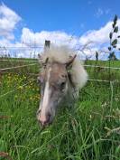 Poulain mini horse
