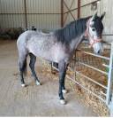 Jument espagnol  3ans