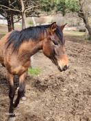 Sauvetage - 2 poulains de 3 ans et 2 de 1 ans &agrave; placer 