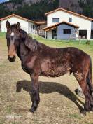 Sauvetage - 2 poulains de 3 ans et 2 de 1 ans &agrave; placer 