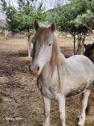 Sauvetage - 2 poulains de 3 ans et 2 de 1 ans &agrave; placer 