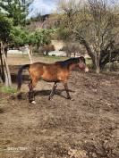 Sauvetage - 2 poulains de 3 ans et 2 de 1 ans &agrave; placer 