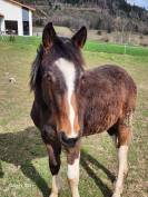 Sauvetage - 2 poulains de 3 ans et 2 de 1 ans &agrave; placer 