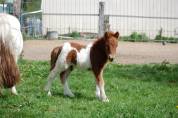 PONEY SHETLAND PP