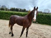 KWPN carta original, excelente caballo