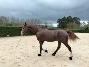 KWPN carta original, excelente caballo