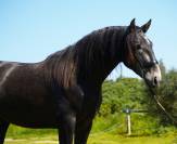 POTRO PRE 2023 1.67m