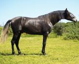 POTRO PRE 2023 1.67m