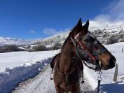 Vend Appaloosa OC hongre de 5 ans