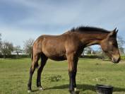 Poulian par grimsky semilly