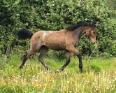 Poulian SF par grimsky semilly