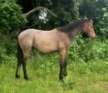 Poulian SF par grimsky semilly
