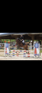 Jument 8 ans 1M54 - SPORT OU LOISIRS 