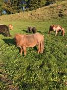 Poney shetland &agrave; vendre 