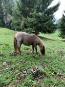 Poney shetland &agrave; vendre 