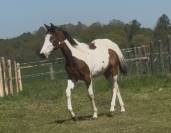 Pouliche pie paint horse