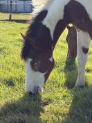 Pouliche pie paint horse